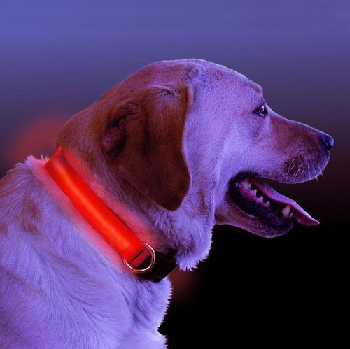 Glow Walk Light-Up Collar